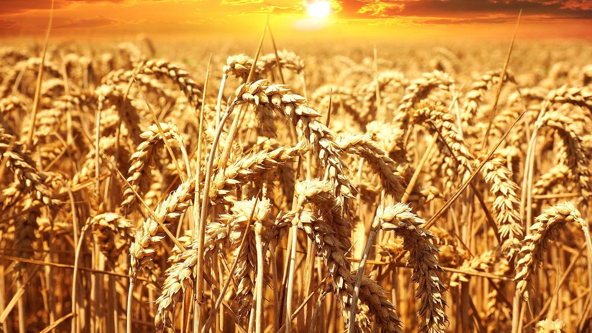 Inflación global: alimentos bajaron de precio, pero el trigo sigue en alza