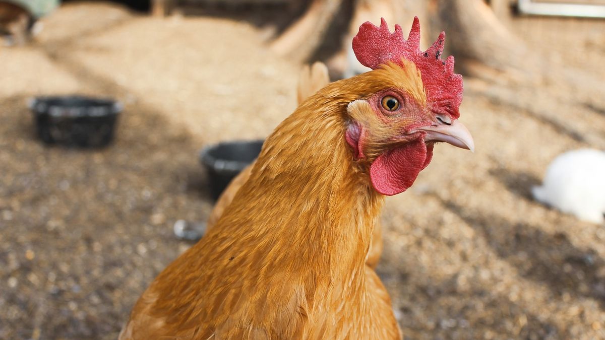 A divorce stopped by a chicken: the unusual situation that this couple lived and went viral