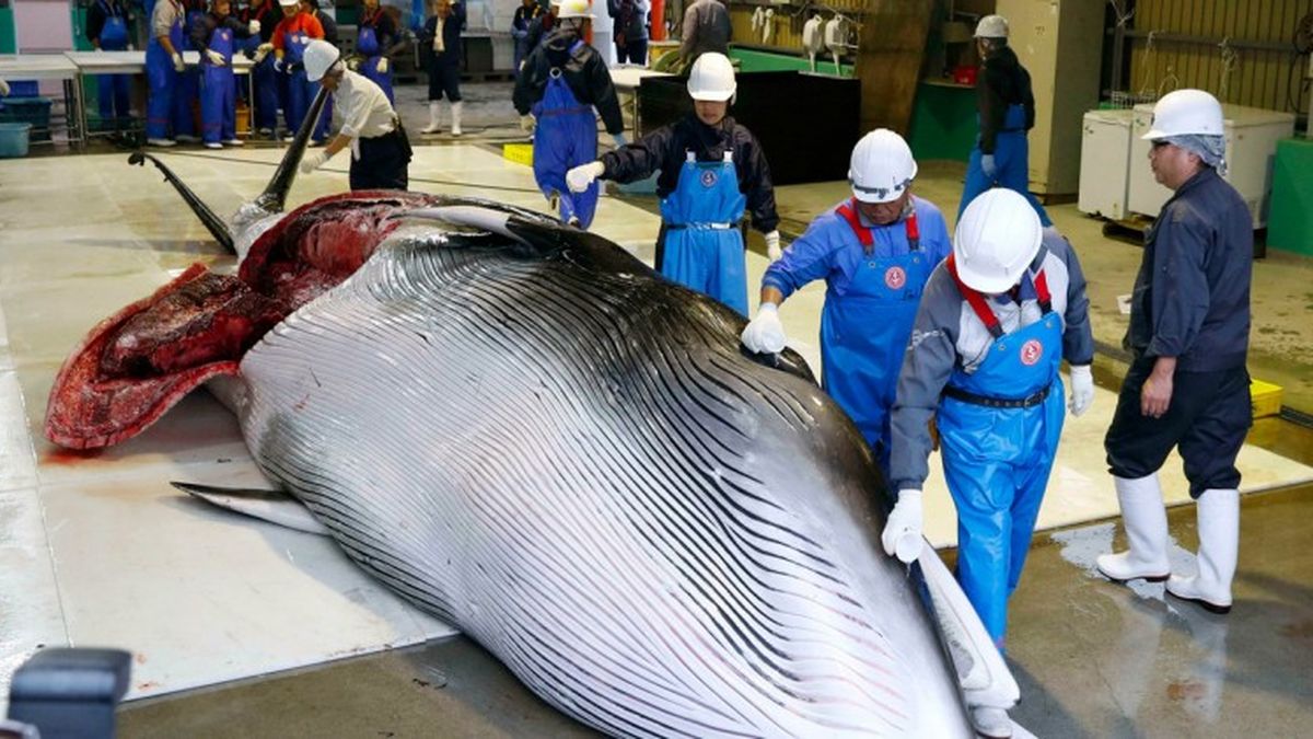 Iceland will stop commercial whaling