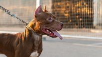 Una menor fue atacada por un pitbull en Córdoba