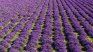 Lavender field. Lavender field.