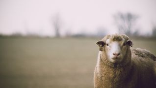 La diversificación de mercados sostiene el dinamismo del sector pese a la baja de algunas colocaciones. La diversificación de mercados sostiene el dinamismo del sector pese a la baja de algunas colocaciones.