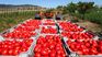 90% of tomatoes that the United States imports comes from Mexico. 90% of tomatoes that the United States imports comes from Mexico.