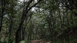 Conoce este bosuqe cercano a Guadalajara. Conoce este bosuqe cercano a Guadalajara.