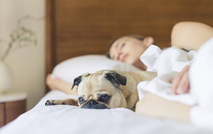 La peculiar caracteristica de quienes duermen con su mascota. La peculiar caracteristica de quienes duermen con su mascota.