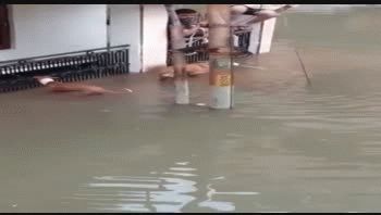 Cocodrilos se adueñan de las calles de India tras inundaciones