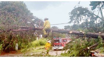 Arrasados.  Hubo vientos de hasta 100 kilómetros por hora que hicieron caer árboles y postes de luz en diversos balnearios