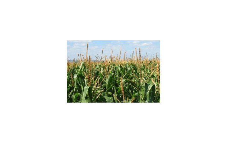 Agricultura subió estimación para cosecha de maíz a 26,1 M de toneladas.