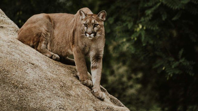 Un puma fue captado por las cámaras de seguridad de un country en Pilar.