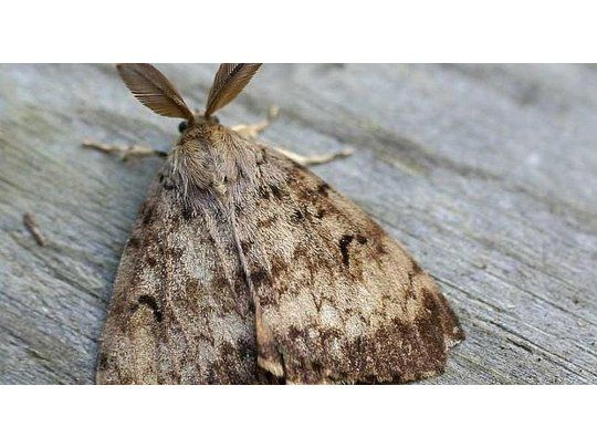 Imágen ilustrativa: Polilla gitana (Lymantria dispar)