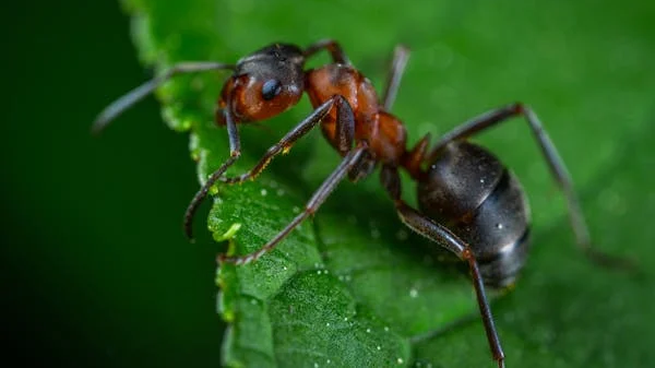 Adiós a las hormigas en verano con este método casero con laurel y vinagre