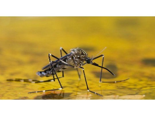 Zika: OMS pide mantener vigilancia, incluso en países sin casos