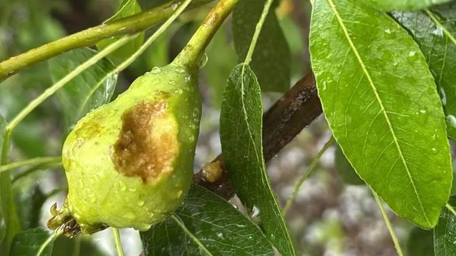 El granizo afectó a los productores de frutas del Alto Valle.