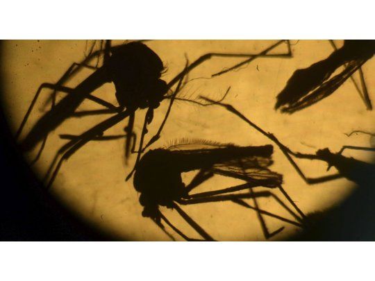 Especialistas advierten que es necesario combatir los huevos de este insecto