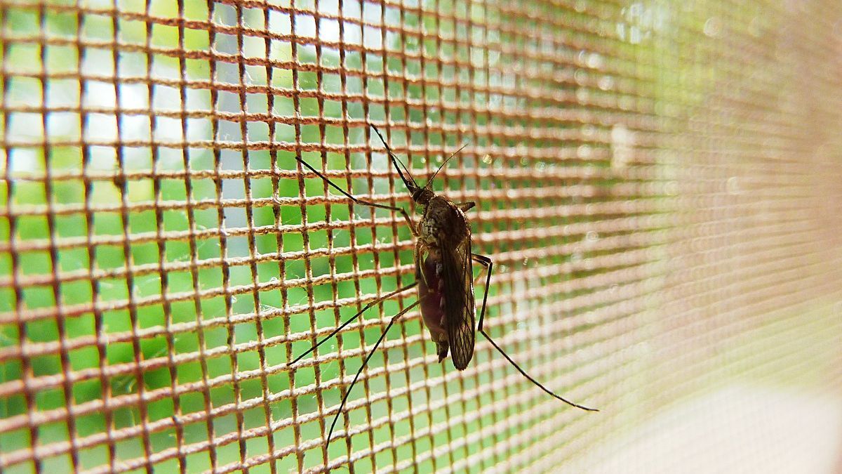 Chau mosquiteros: la nueva tendencia que aporta mayor comodidad y estética al hogar