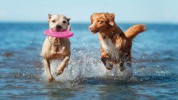 Mar del Plata is one of the best Pet-Friendly destinations to visit with your pet. Mar del Plata is one of the best Pet-Friendly destinations to visit with your pet.
