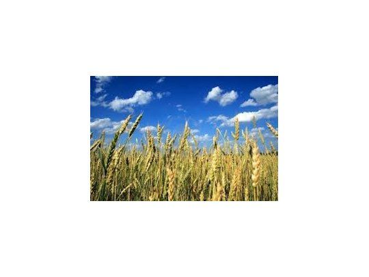 Aumentan 3% estimación de siembra de trigo