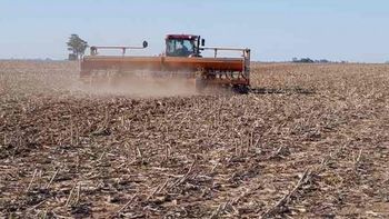 La sequía, peor: peligran 500.000 hectáreas de trigo y se atrasa siembra de maíz