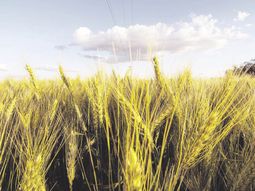 Las  exportaciones argentinas de trigo  caerían al nivel más bajo en ocho años 