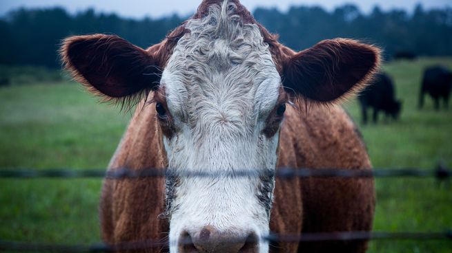 Las exportaciones de carne bovina uruguaya cayeron un 39% durante enero.