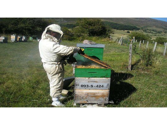 Lanzan un nuevo sistema online para productores apícolas