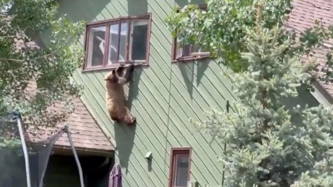 Un oso causa estragos en una zona de Estados Unidos