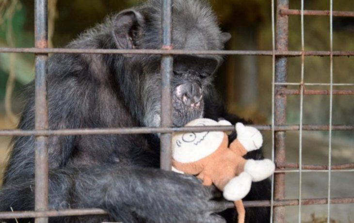 Murió en Italia la chimpancé más anciana de Europa a los 49 años