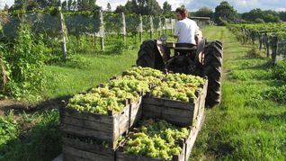Cosecha de uva en viñedos argentinos: la producción primaria es el primer eslabón de una cadena que genera alto valor agregado y empleo en las economías regionales Cosecha de uva en viñedos argentinos: la producción primaria es el primer eslabón de una cadena que genera alto valor agregado y empleo en las economías regionales