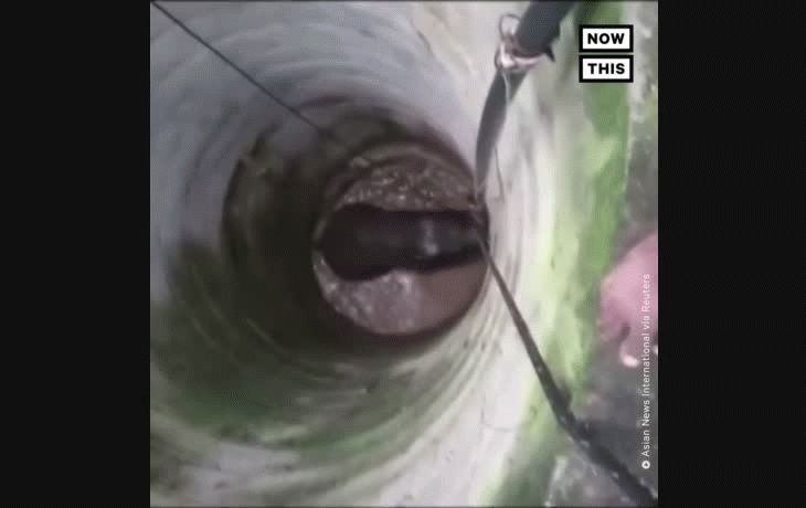 asi rescataron a un elefante que cayo en un pozo