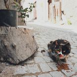 Estas tres marcas de croquetas para gatos son muy populares, pero son dañinas para tu mascota, según la Profeco Estas tres marcas de croquetas para gatos son muy populares, pero son dañinas para tu mascota, según la Profeco