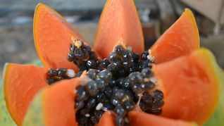 La papaya, un alimento con muchos beneficios a la salud.