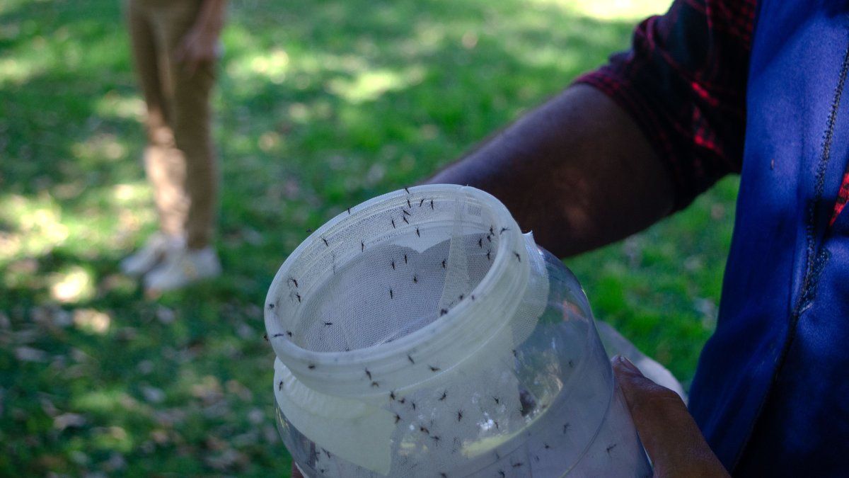 Also in Ezeiza they released sterile mosquitoes to combat dengue