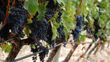 Secretos del Pinot Noir, un vino elegante que atrae por su versatilidad