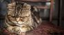 Le regaló el gato sin permiso: le pidió el divorcio.&nbsp;