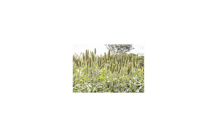 El sorgo es el quinto cultivo de la Argentina; abarca un millón de hectáreas, con rinde promediode 4,6 toneladas por hectárea.