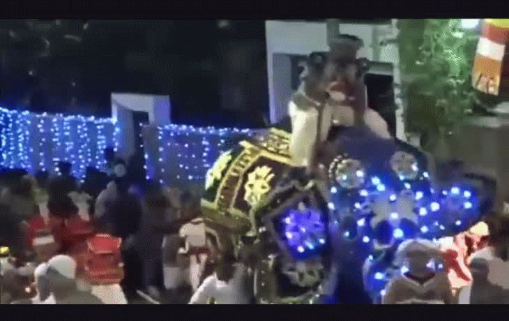 Elefante perdió el control en una procesión budista y dejó 18 heridos