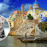 Isla griega busca voluntarios para cuidar gatitos rescatados.
