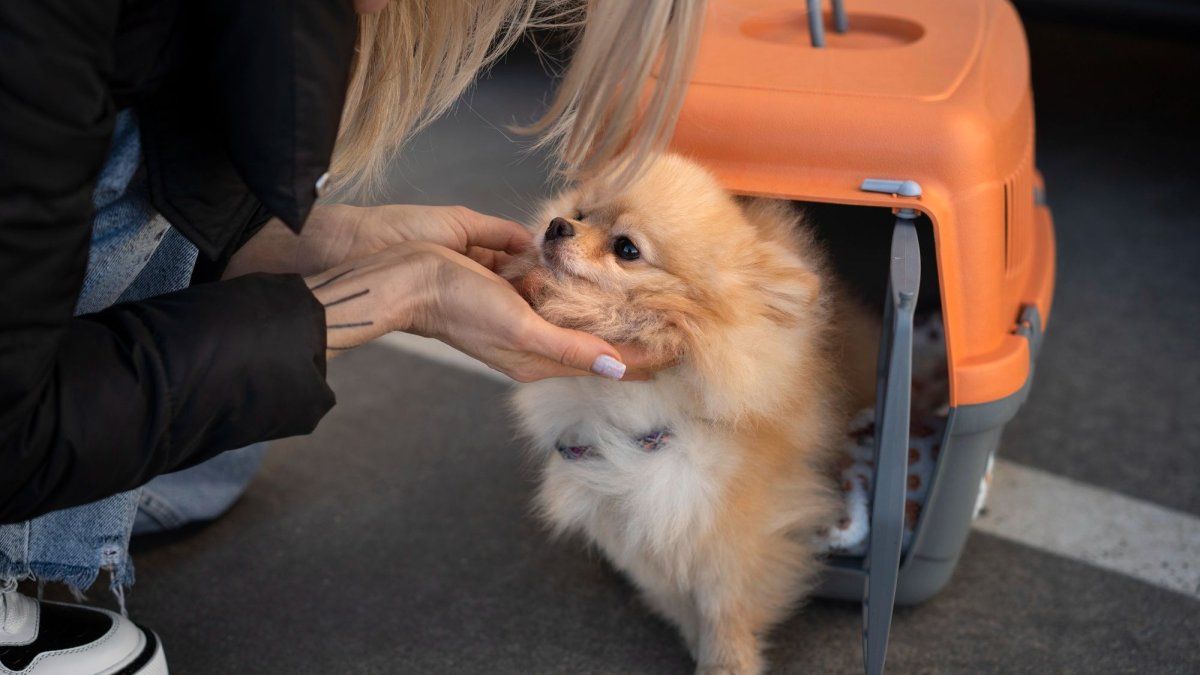 C�mo ser� llevar mascotas en trenes y micros de larga distancia: requisitos y todo lo que hay que saber