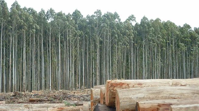 Con 13.000 productores forestales y más de 6.000 empresas, la foresto-industria emplea en forma directa y formalmente a unas 100.000 personas.