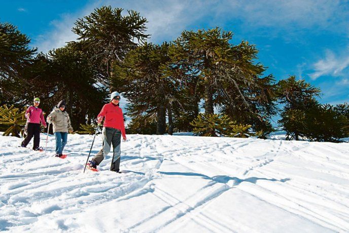 Nieve