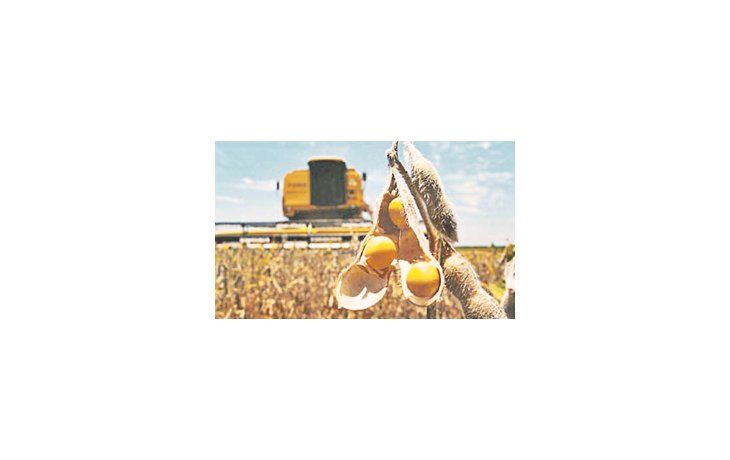 La Bolsa de Cereales de Buenos Aires insistió en que habrá 48,5 millones de toneladas de la oleaginosa. Para el USDA, la cosecha superará los 51 millones.