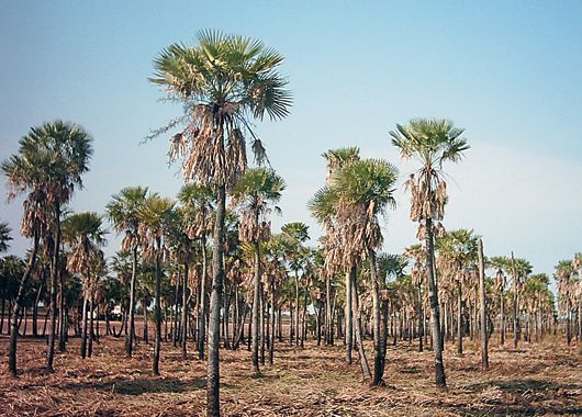 Los principales fuertes del turismo en Chaco son el rural, el de aventura y el ecoturismo.