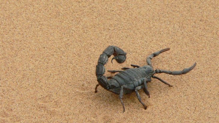 Scorpions usually appear in hot weather. Scorpions usually appear in hot weather.