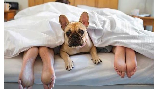 Los hoteles pet friendly se posicionan a nivel mundial.