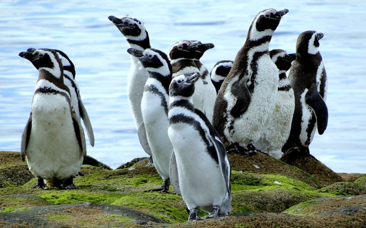 The presence of penguins in the region is another of the main attractions. The presence of penguins in the region is another of the main attractions.