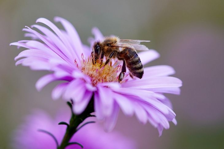 Abeja polinizando una flor Abeja polinizando una flor