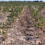 La declaración de emergencia agropecuaria es para las provincias de Rio Negro, Entre Ríos y Buenos Aires. La declaración de emergencia agropecuaria es para las provincias de Rio Negro, Entre Ríos y Buenos Aires.