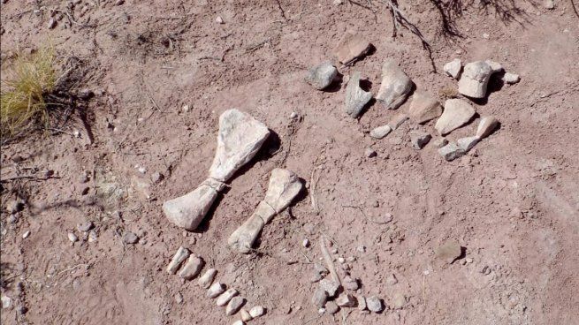 Los restos fósiles de dinosaurios fueron hallados en la provincia de Neuquén y sorprendieron a la comunidad científica.
