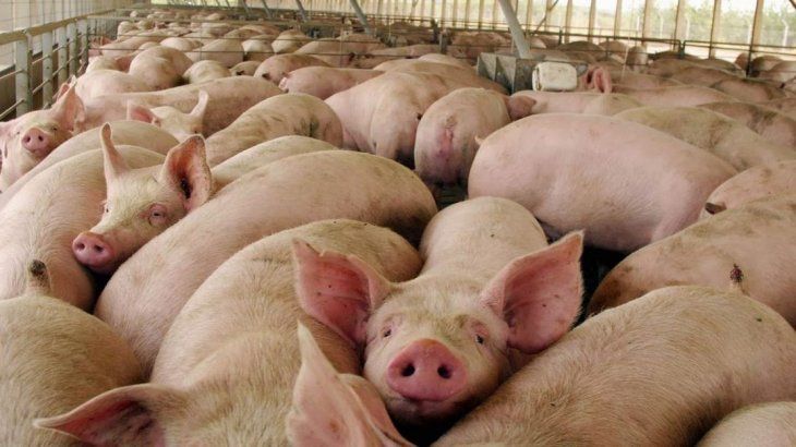 Según CONINAGRO, hay unos 80 mil productores de carne porcina.