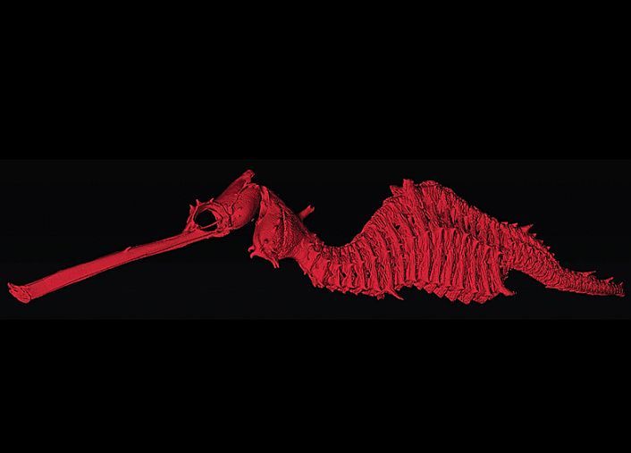 Phyllopteryx dewysea